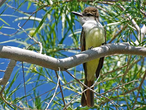 Brown-crested Flycatcher (Myiarchus tyrannulus)