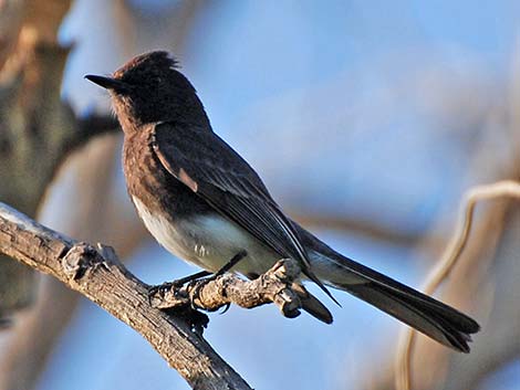 Black Phoebe (Sayornis nigricans)