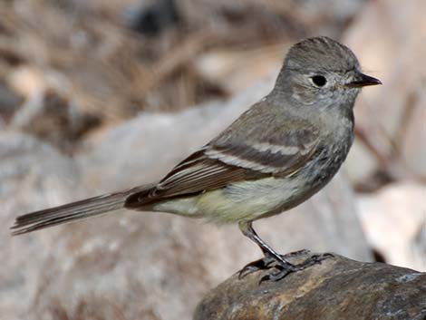 Hammond's Flycatcher (Empidonax hammondii)