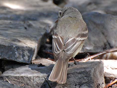 Hammond's Flycatcher (Empidonax hammondii)