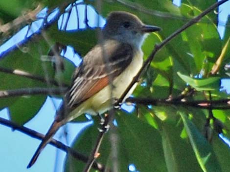 Great Crested Flycatcher(Myiarchus cinerascens)