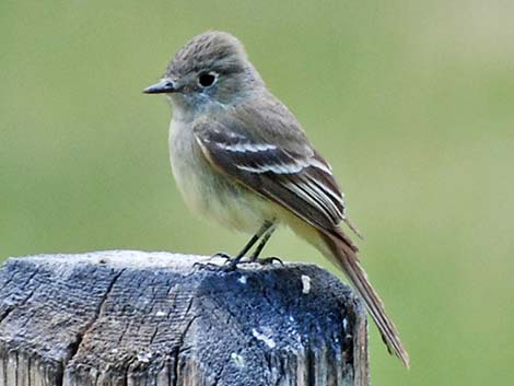 Hammond's Flycatcher (Empidonax hammondii)