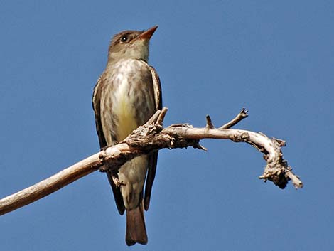 Olive-sided Flycatcher (Contopus cooperi)