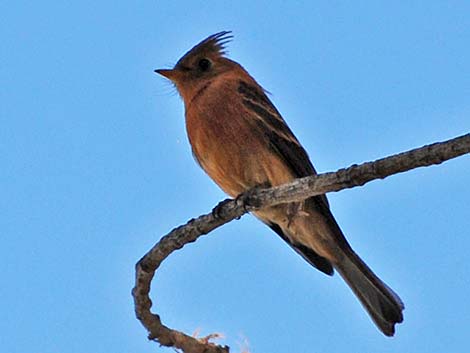 Tufted Flycatchers (Mitrephanes phaeocercus)