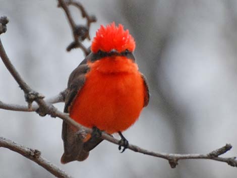 Vermilion Flycatcher (Pyrocephalus rubinus)