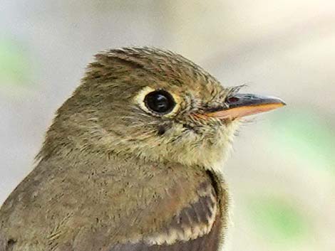 Western Flycatchers (Empidonax difficilis)