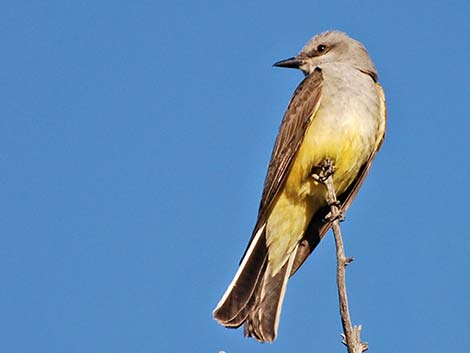 Western Kingbird (Tyrannus verticalis)