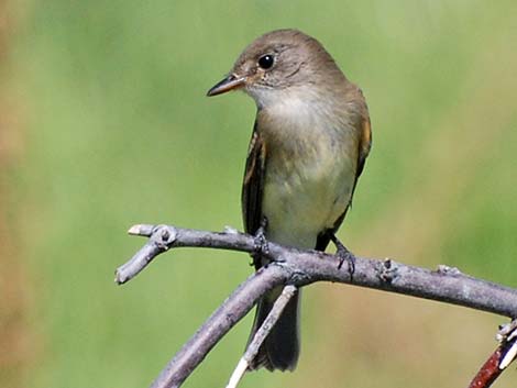 Willow Flycatcher (Empidonax traillii)