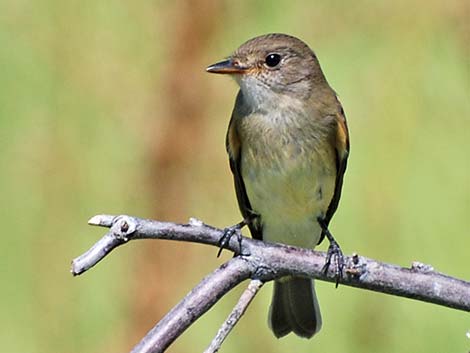 Willow Flycatcher (Empidonax traillii)