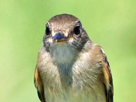 Willow Flycatcher (Empidonax traillii)