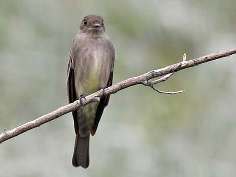 Western Wood-Pewee (Contopus sordidulus)