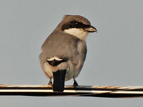 Loggerhead Shrike (Lanius ludovicianus)