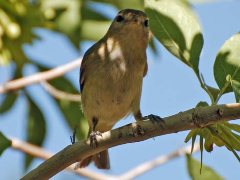 Warbling Vireo (Vireo gilvus)