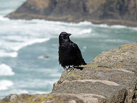 American Crow (Corvus brachyrhynchos)