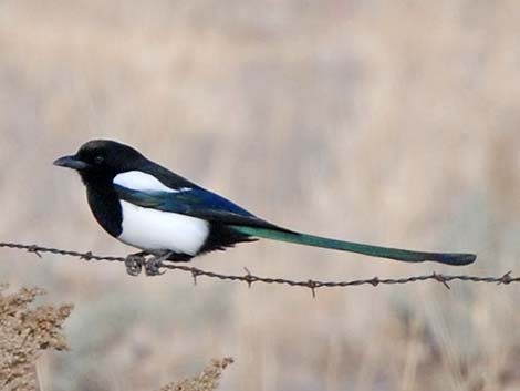 Black-billed Magpie (Pica hudsonia)