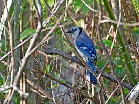 Blue Jay (Cyanocitta cristata)