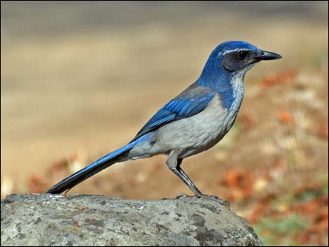 Western Scrub-Jay (Aphelocoma californica)