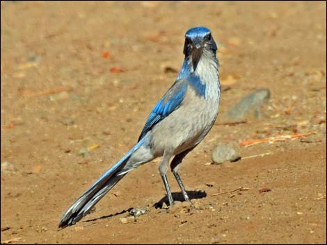 Western Scrub-Jay (Aphelocoma californica)