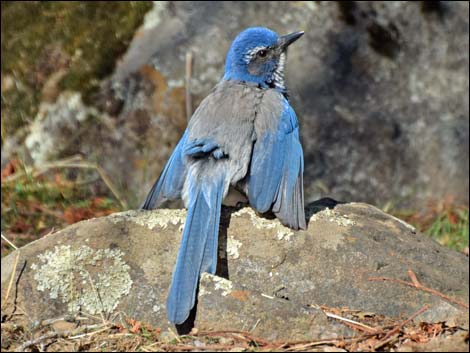 Western Scrub-Jay (Aphelocoma californica)