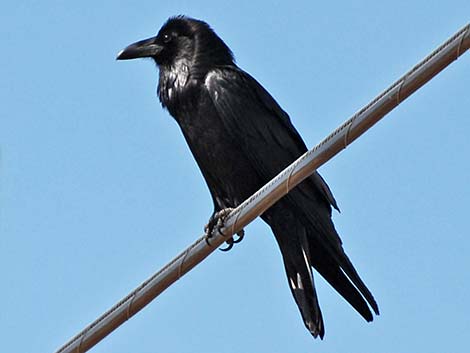 Chihuahuan Raven (Corvus cryptoleucus)