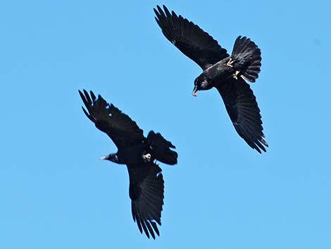 Common Raven (Corvus corax)