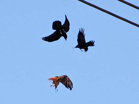 Common Raven (Corvus corax)