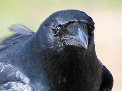 Fish Crow (Corvus ossifragus)