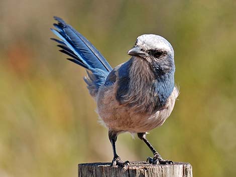 Florida Scrub-Jay (Aphelocoma coerulescens)