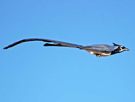 Black-throated Magpie Jay (Calocitta colliei)