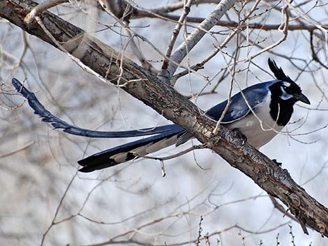 Black-throated Magpie Jay (Calocitta colliei)