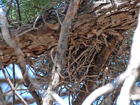 Mexican Jay (Aphelocoma ultramarina)