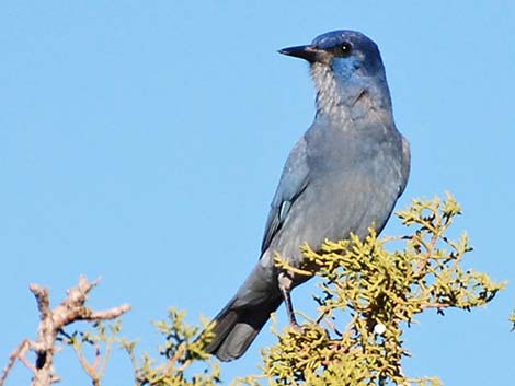 Pinyon Jays (Gymnorhinus cyanocephalus)