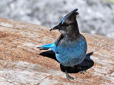 Steller's Jay (Cyanocitta stelleri)