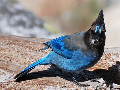 Steller's Jay (Cyanocitta stelleri)