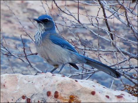 Western Scrub-Jay (Aphelocoma californica)