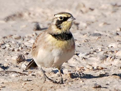 Horned Lark (Eremophila alpestris)