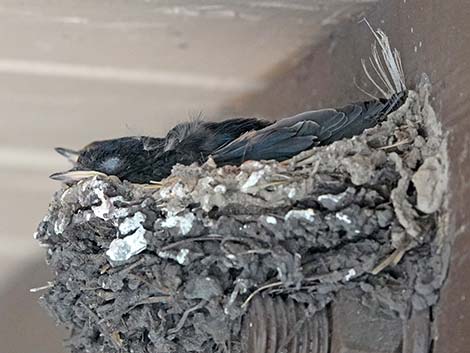 Barn Swallow (Hirundo rustica)