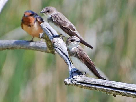 Bank Swallow (Riparia riparia)