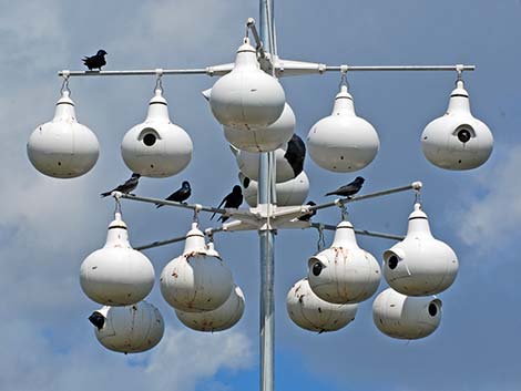 Purple Martin (Progne subis)