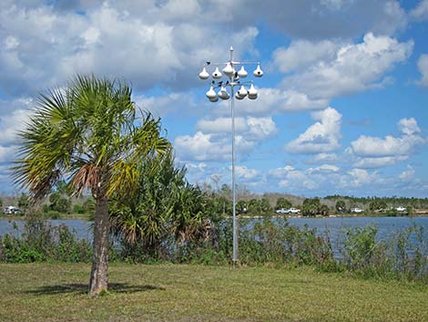 Purple Martin (Progne subis)