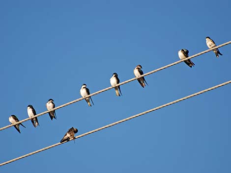 Tree Swallow (Tachycineta bicolor)