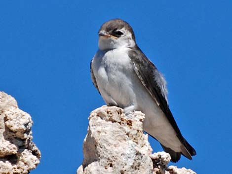 Violet-green Swallow (Tachycineta thalassina)