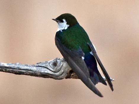 Violet-green Swallow (Tachycineta thalassina)