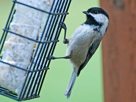 Black-capped Chickadee (Poecile atricapillus)