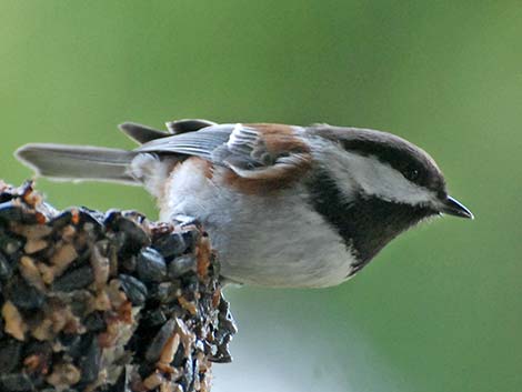 Chestnut-backed Chickadee (Poecile rufescens)