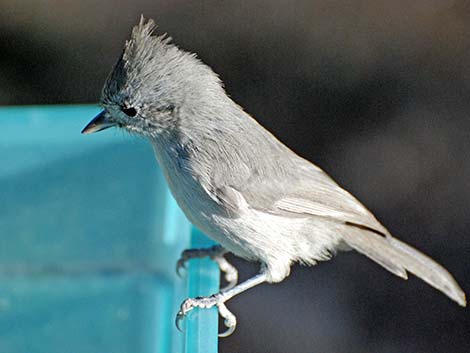 Juniper Titmouse (Baeolophus ridgwayi)