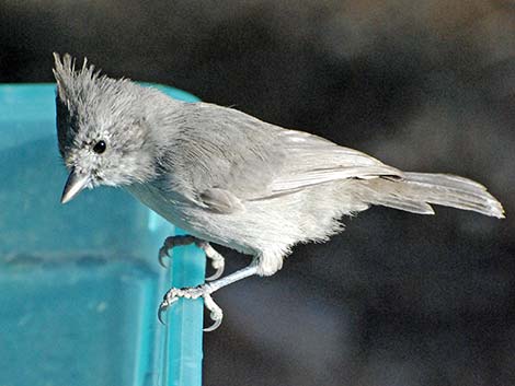 Juniper Titmouse (Baeolophus ridgwayi)