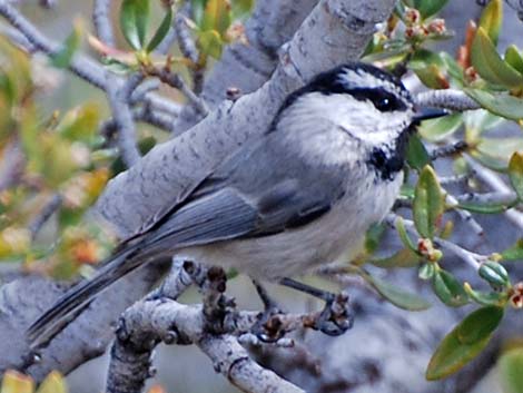 Mountain Chickadee (Poecile gambeli)