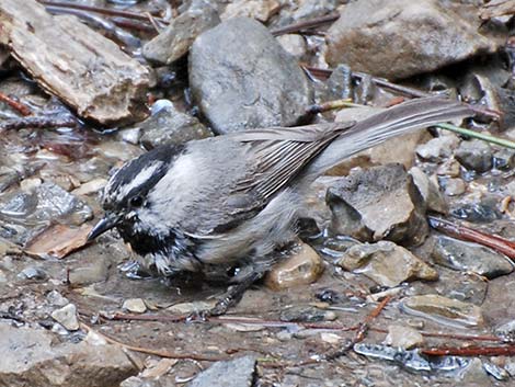 Mountain Chickadee (Poecile gambeli)