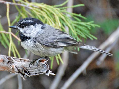 Paridae, Chickadees